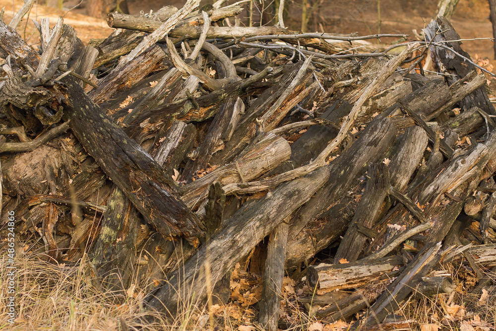 firewood in the forest firewood in the forest