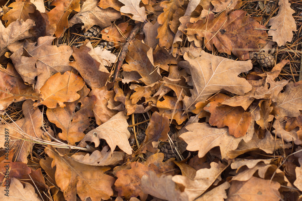fallen oak leaves in the woods