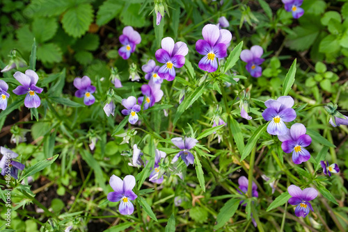 viola flower, garden flower, frame, background, garden plants flowers, place for text © Serega