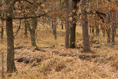 autumn forest