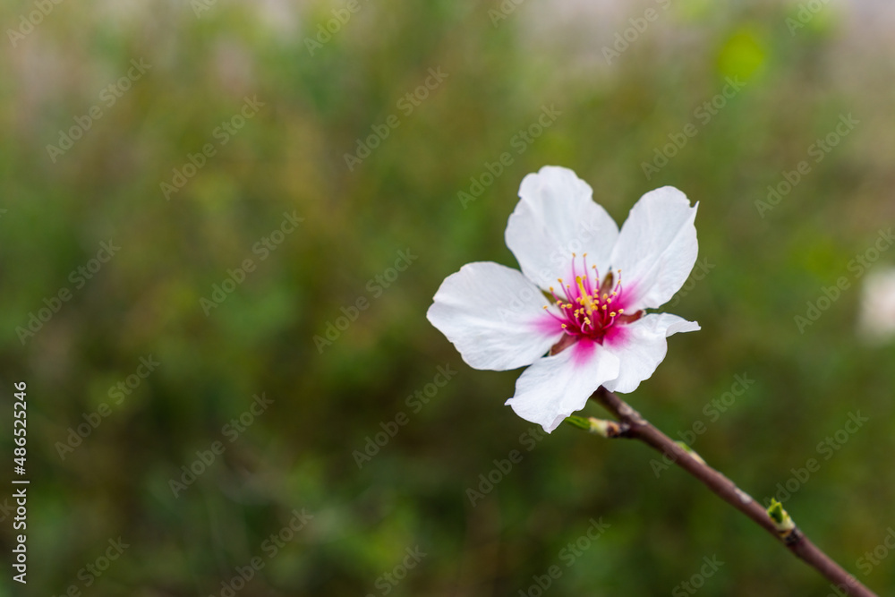 selective focus view of pink and white almond blossoms selective focus view of pink and white almond blossoms