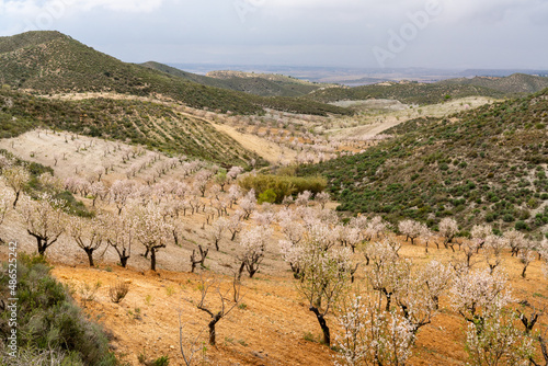 almond trees blossoming in an almond orchard and plantation in of southern Spain photo