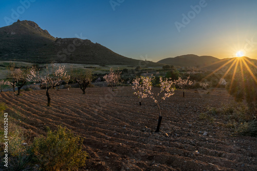sunset in mountains of Murcia with blossoming almond trees in the foreground photo