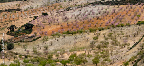 almond trees blossoming in an almond orchard and plantation in of southern Spain photo