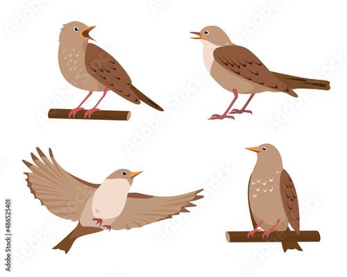 Set of Nightingale birds in different poses isolated on white background. Collection of nightingales icons vector illustration. photo