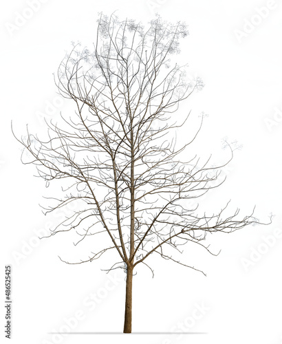 Isolated tree with no leaves on white background