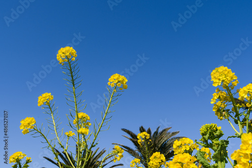 菜の花と青空