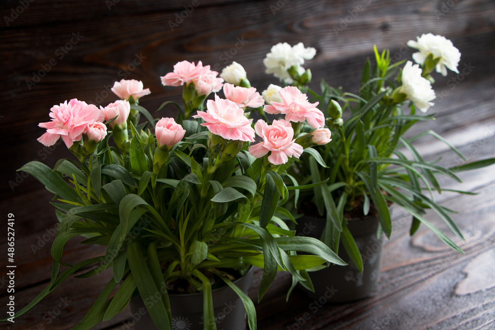 Pink and white carnations in a pot on a wooden background. Garden flowers. Gardening.