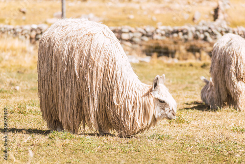 suri alpaca with white fiber grazing in the altiplano with green and yellow vegetation on a sunny day with clouds and blue sky in the andes mountain range photo