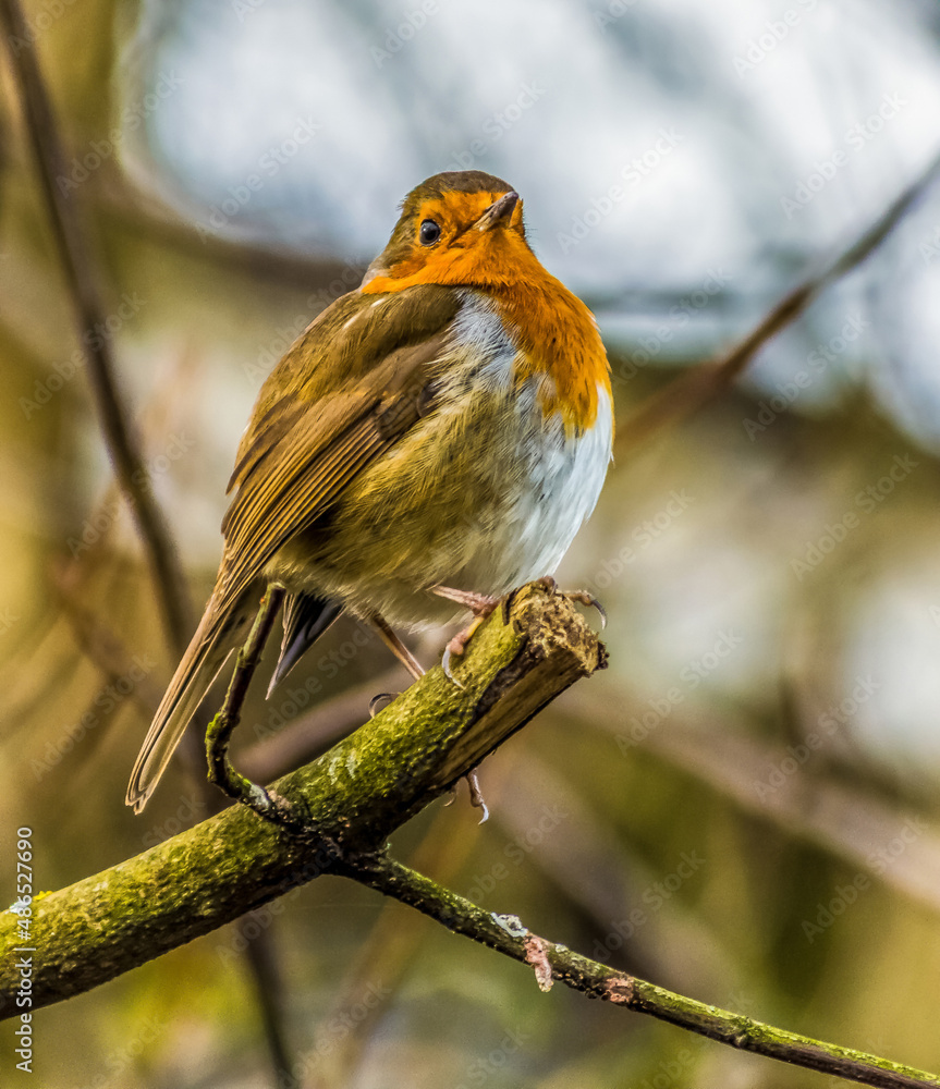 Fototapeta premium Robin