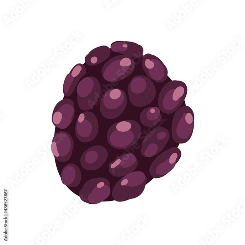 purple grapes illustration