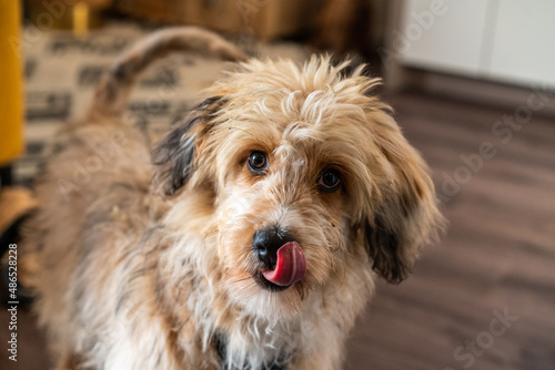 aussiedoodle - aussiepoo