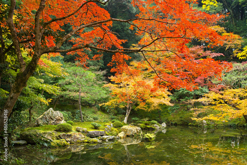 Japanese garden in autumn with red maple tree and garden pond photo