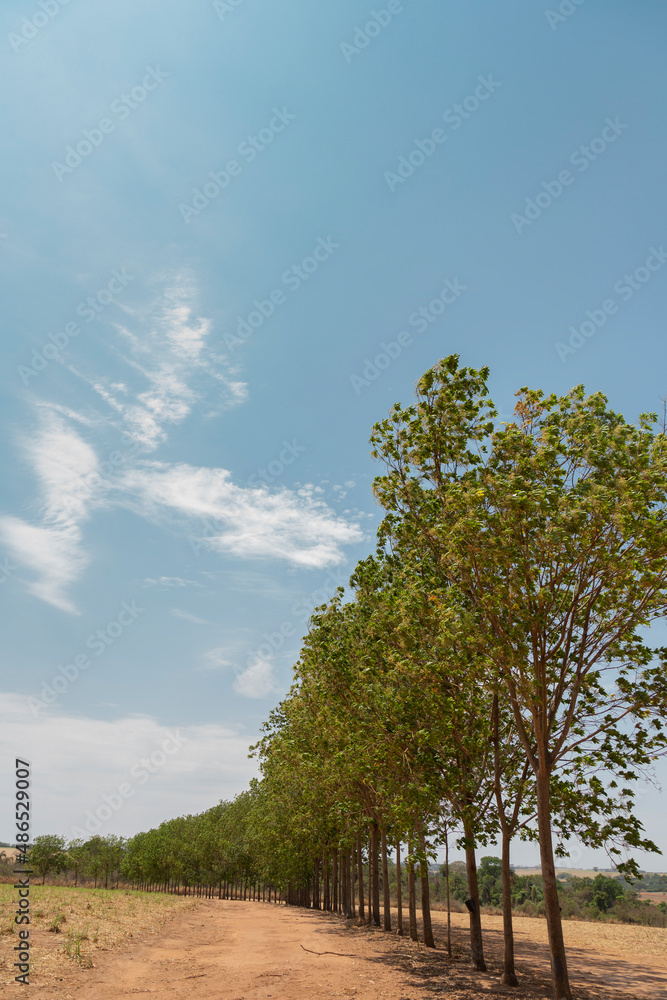 Obraz premium Pirangi, São Paulo, Brasil: Árvore Serigueira 