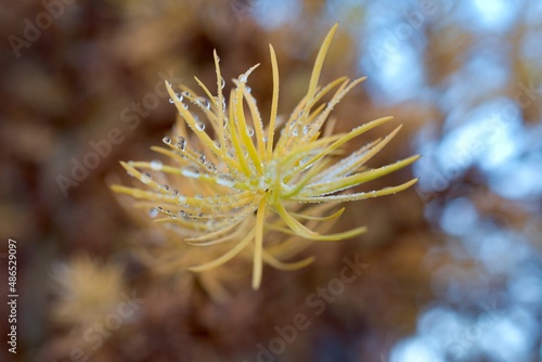 close up of a tree