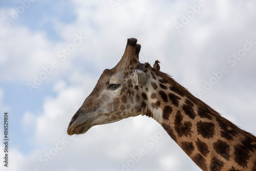 Giraffe friends © Dario