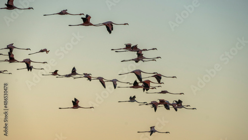 flamingos