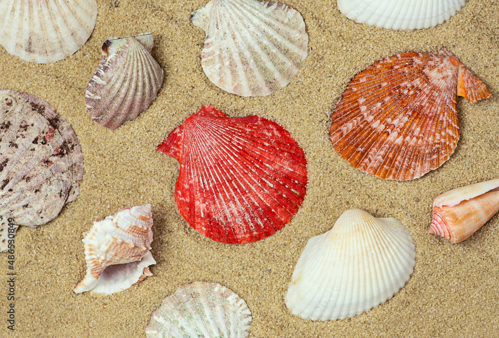 Summer background. Shells on the sand.