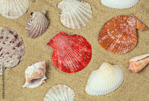Summer background. Shells on the sand.