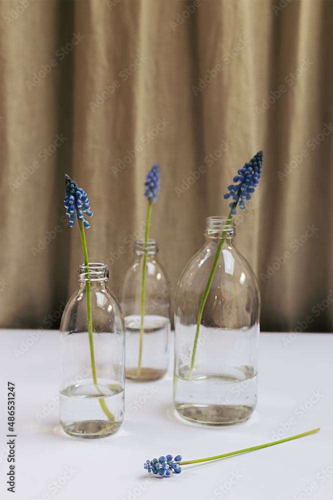 Three fresh blooming purple blue muscari flowers on glass bottles with water standing on the wooden table on minimal gray curtain background with copy space. Home decor spring composition. 