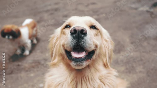 Perro contento y mostrando una sonrisa