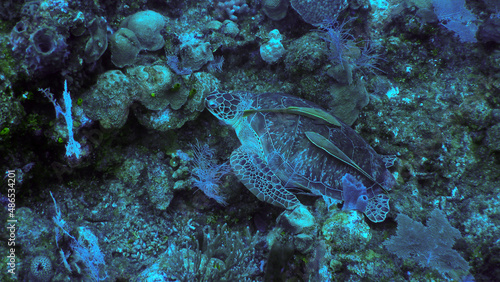 turtle in the coral with remora 