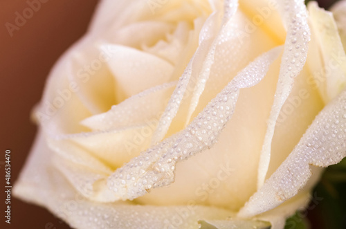 Beautiful white rose close up. A rose flower with water droplets on the petals, illuminated by soft light.