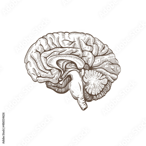 Brain hand drawn isolated on a white. Vector illustration