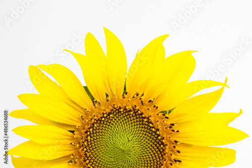 Close up of the yellow sunflower