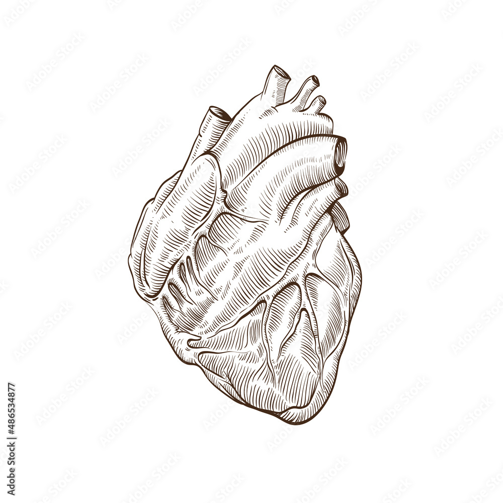 Human heart hand drawn isolated on a white backgrounds. Anatomical ...