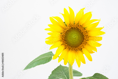 A yellow sunflower with green leaves on a white background.
