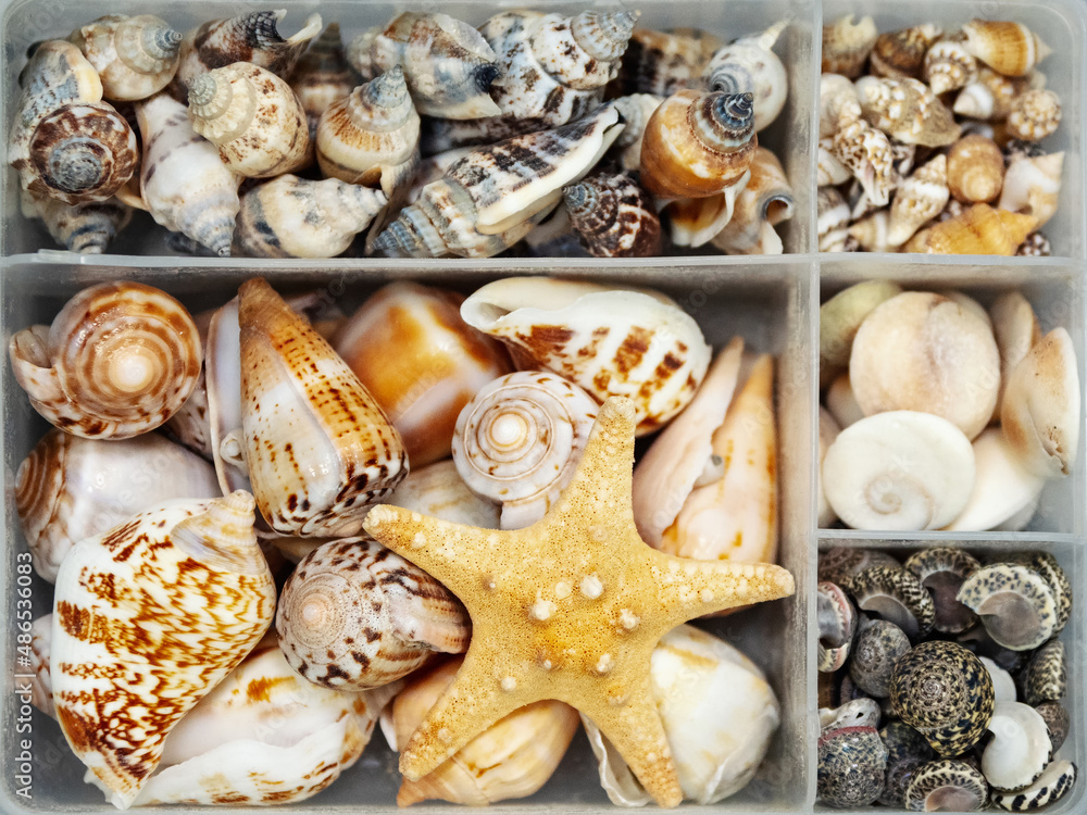 Set of seashells in a box. Yellow seashells set. Sea concept. Set of seashells in a box. Yellow seashells set. Sea concept.
