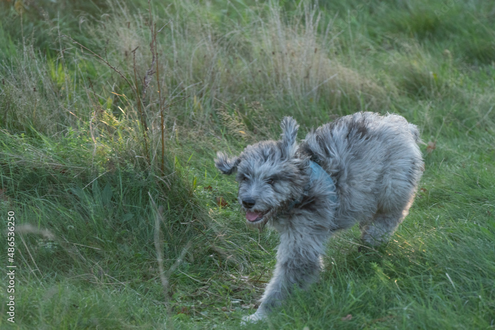 Fototapeta premium aussiedoodle - aussiepoo