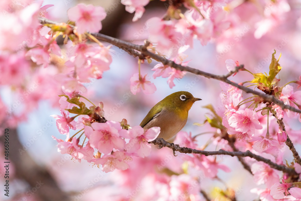 Japanese White-eye and Cerasus lannesiana Carriere at Shibuya, Tokyo, Japan Japanese White-eye and Cerasus lannesiana Carriere at Shibuya, Tokyo, Japan