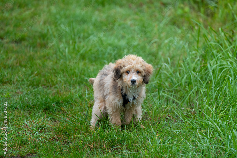 aussiedoodle - aussiepoo