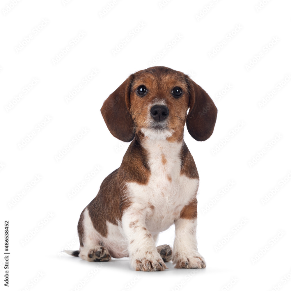 Adorable piebald Dachshund aka Teckel pup, sitting up. Looking towards camera. Isolated on a white background.