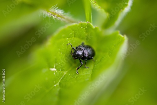 bug on a leaf