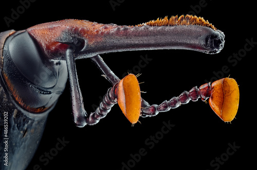 Extreme close-up of a sago beetle, Indonesia photo