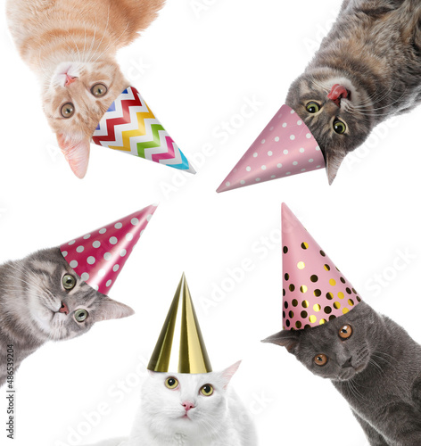 Canvas Print Cute cats with party hats on white background, collage