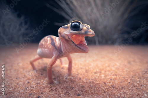 Close-up of an angry Pernatty knob-tailed gecko (Nephrurus deleani), South Australia, Australia photo