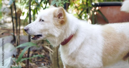 Thai Bangkeaw dog yawns with mouth wide open showing teeth and tongue. Candid white dog close-up portrait. Abstract of boredom, fatigue, and sleepiness concept. photo