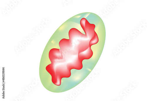 anatomy of mitochondrion photo