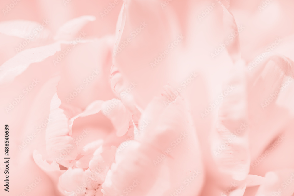 Tender pink closeup soft focus defocused flower abstract closeup long banner copy space. Happy birthday Mothers Valentines Day card or spring summer design long banner Tender pink closeup soft focus defocused flower abstract closeup long banner copy space. Happy birthday Mothers Valentines Day card or spring summer design long banner