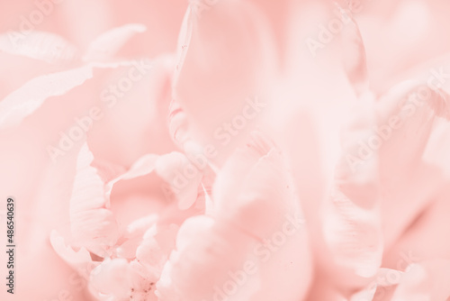 Tender pink closeup soft focus defocused flower abstract closeup long banner copy space. Happy birthday Mothers Valentines Day card or spring summer design long banner © taniasv
