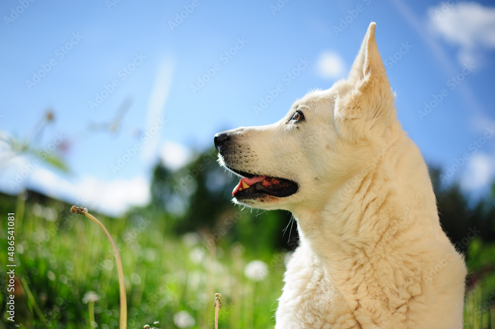 Weißer schweizer schäferhund portrait im garten