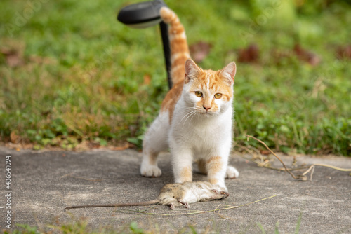 Fotografija The Tiny Mouser