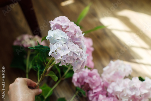 Hand holding beautiful hydrangea flower in sunny rustic room. Pink and blue hydrangea petals close up, sweet home moments.Florist arranging flowers. Hello spring. Happy Mothers day