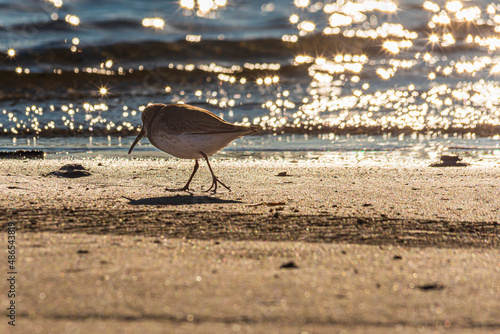 Little bird feeding in the beach at sunrise photo