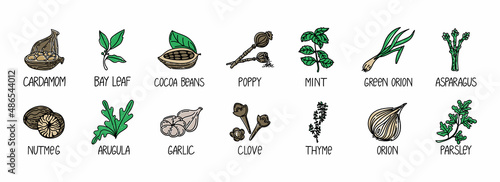 Set of herbs and spices, drawn element in doodle style. A packaging design template with logo and emblem - herbs and spices - cardamom, bay leaf, cocoa beans, nuts, onions, etc. Logo in a trendy linea