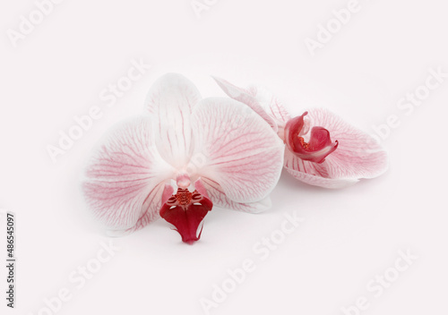 Pink phalaenopsis orchid flower on beige background with light shadow.